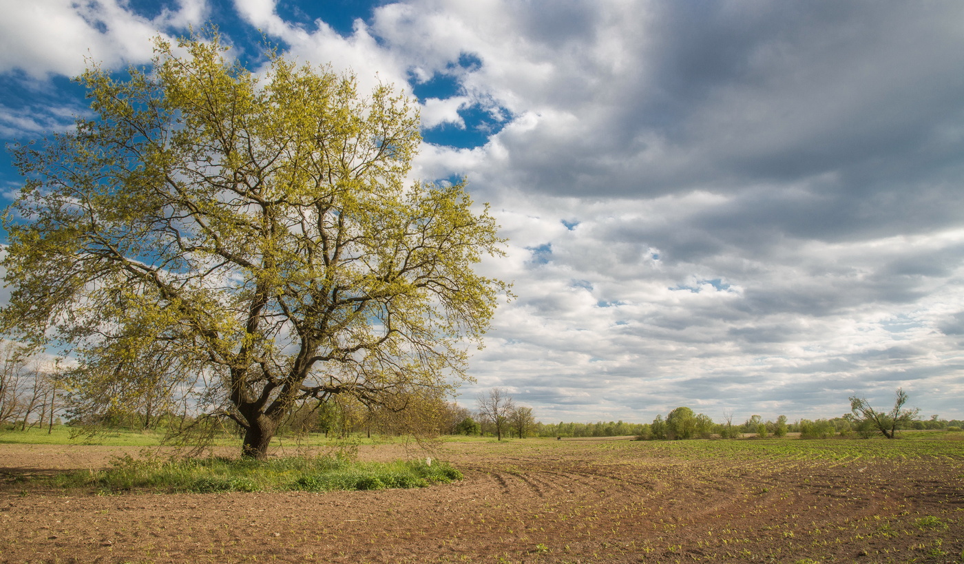 О том,что час весны идет...