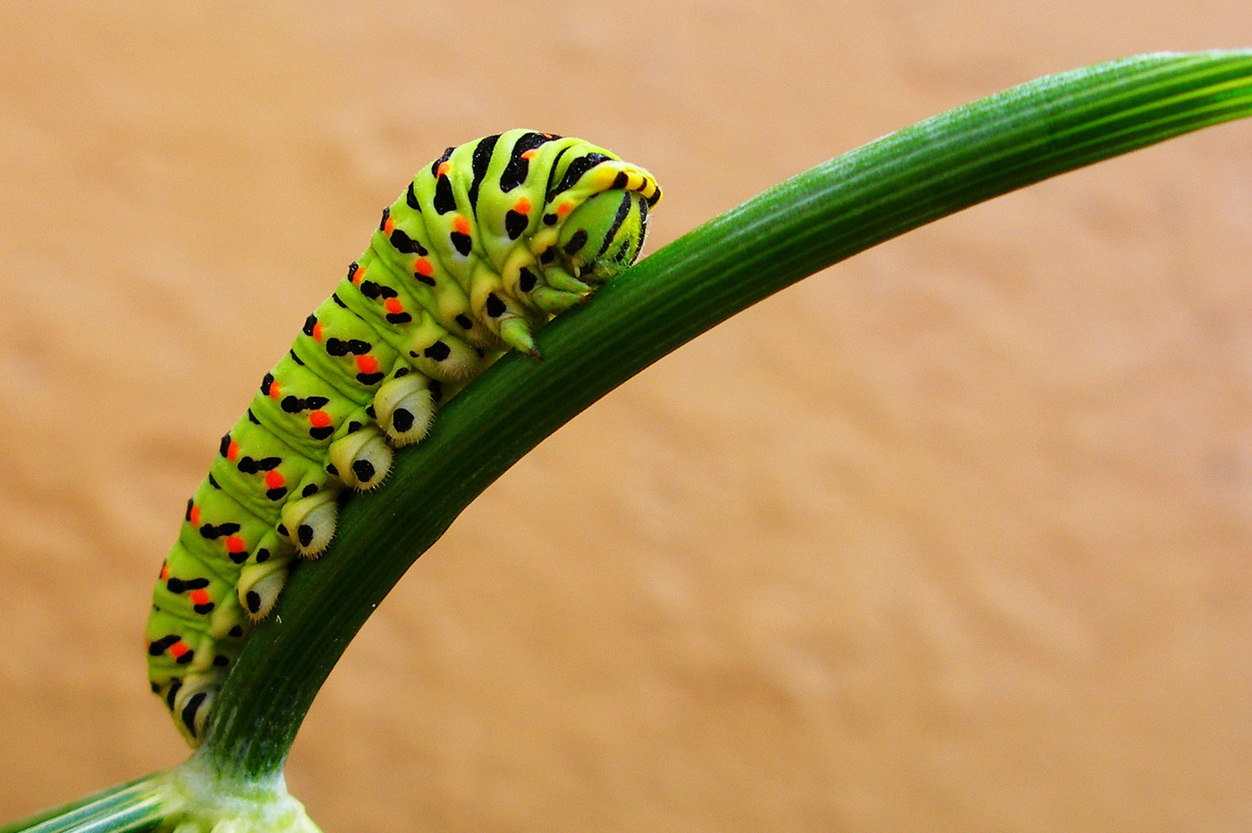 Вариант кадрирования