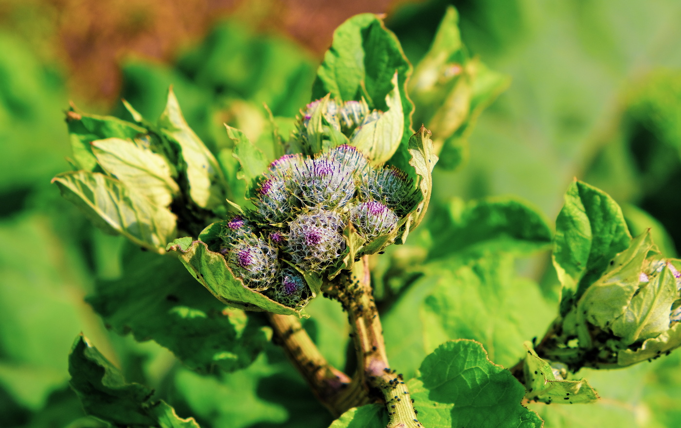 Вариант кадрирования