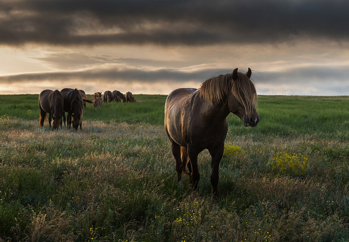 Мустанги на рассвете