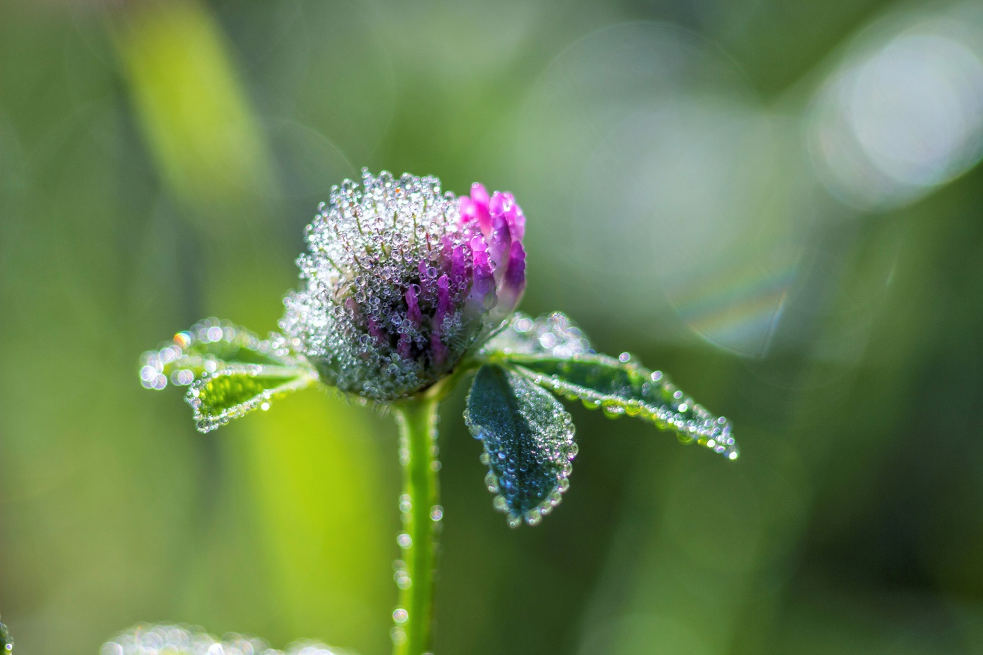 Утром в июле