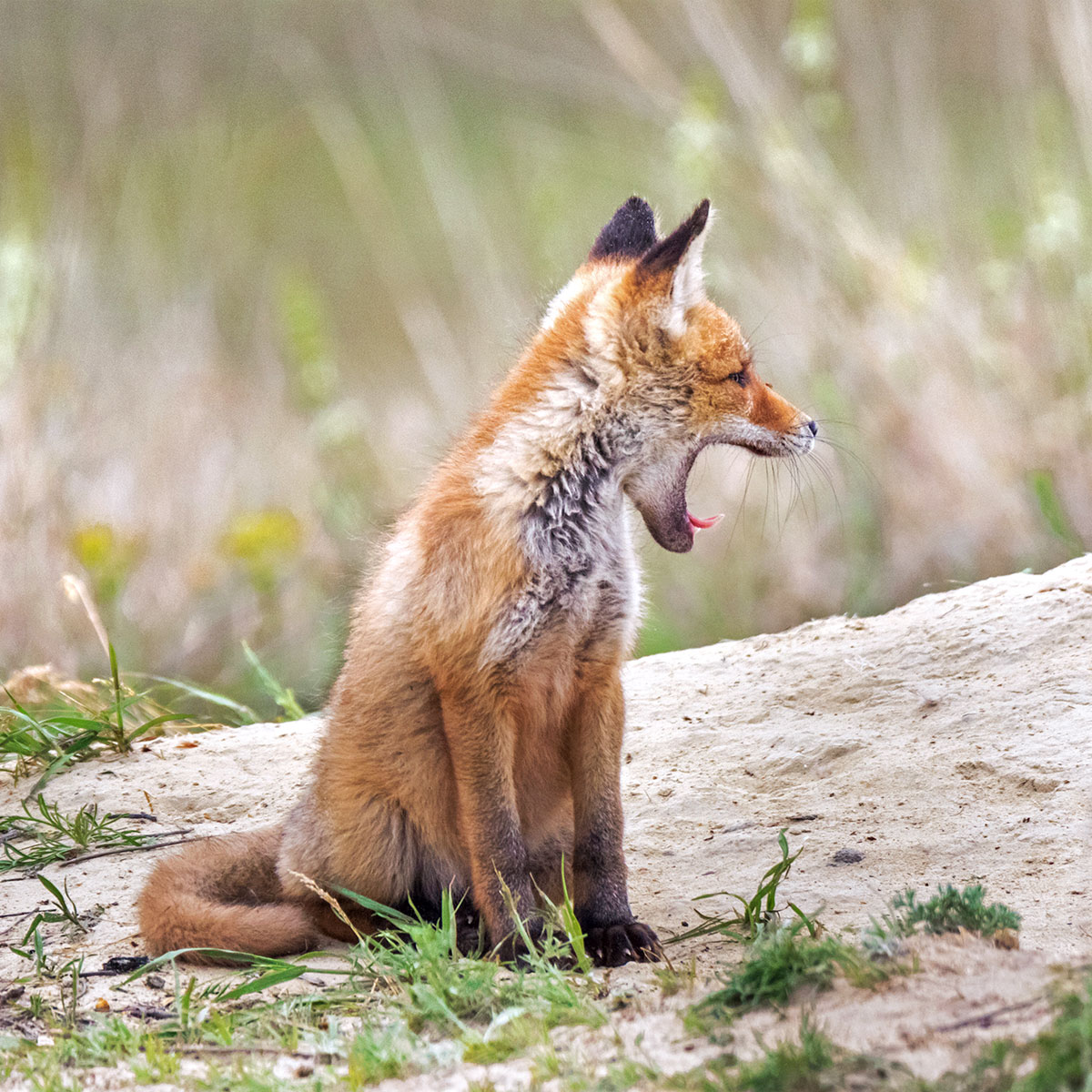 Не выспался