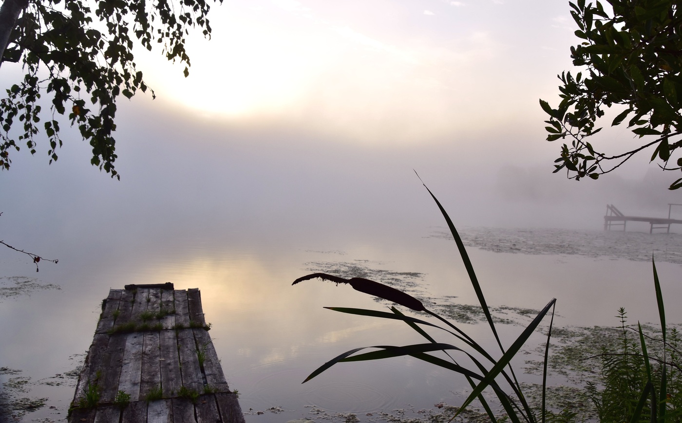 Когда цветет рогоз....