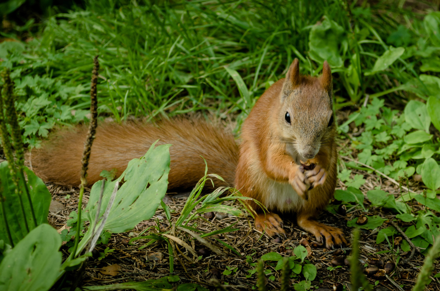 Белочка-красавица!