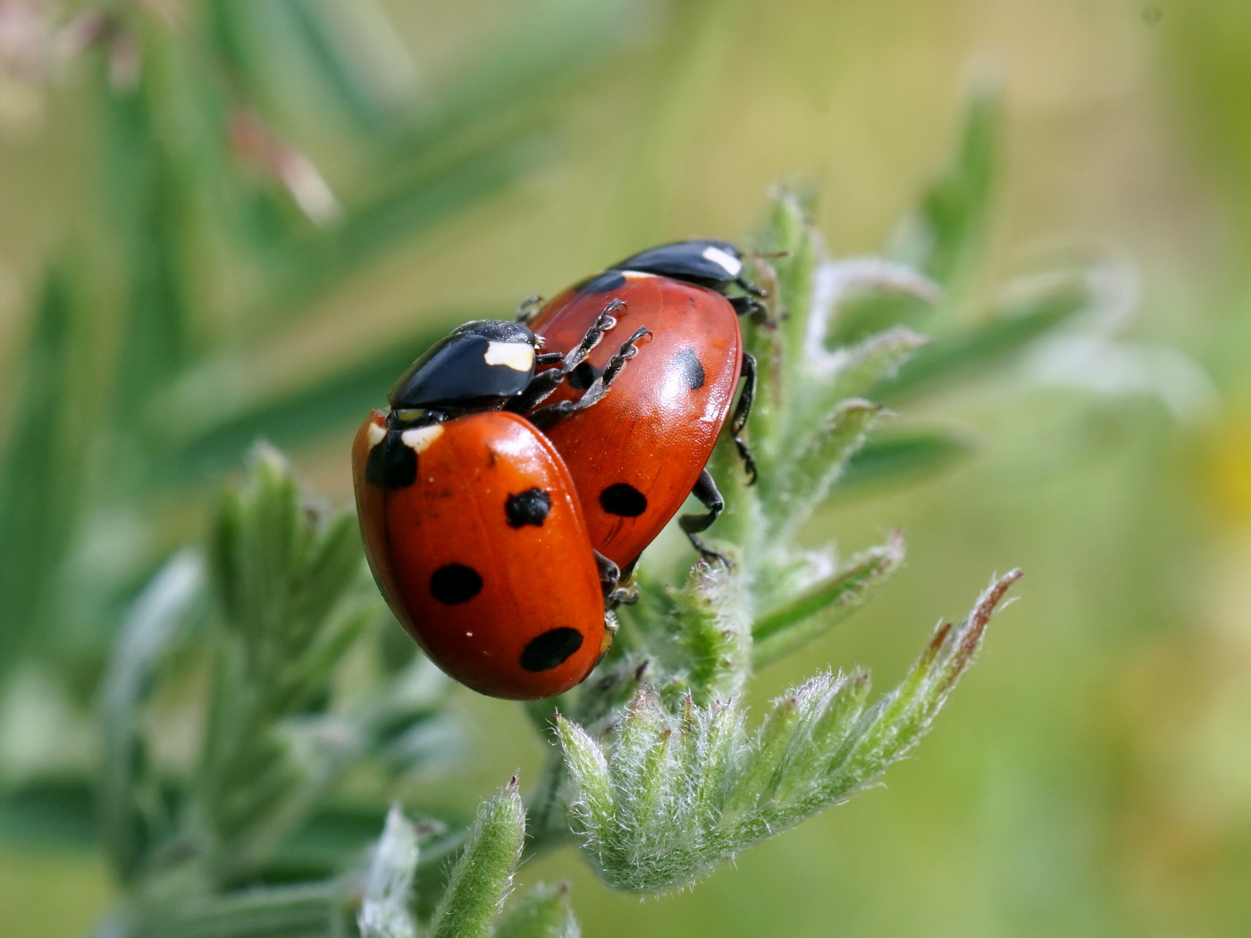 Всем хочется любви.