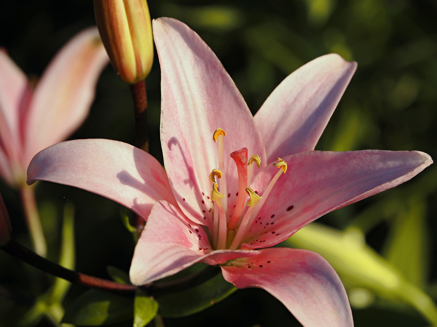 В лучах заходящего солнца