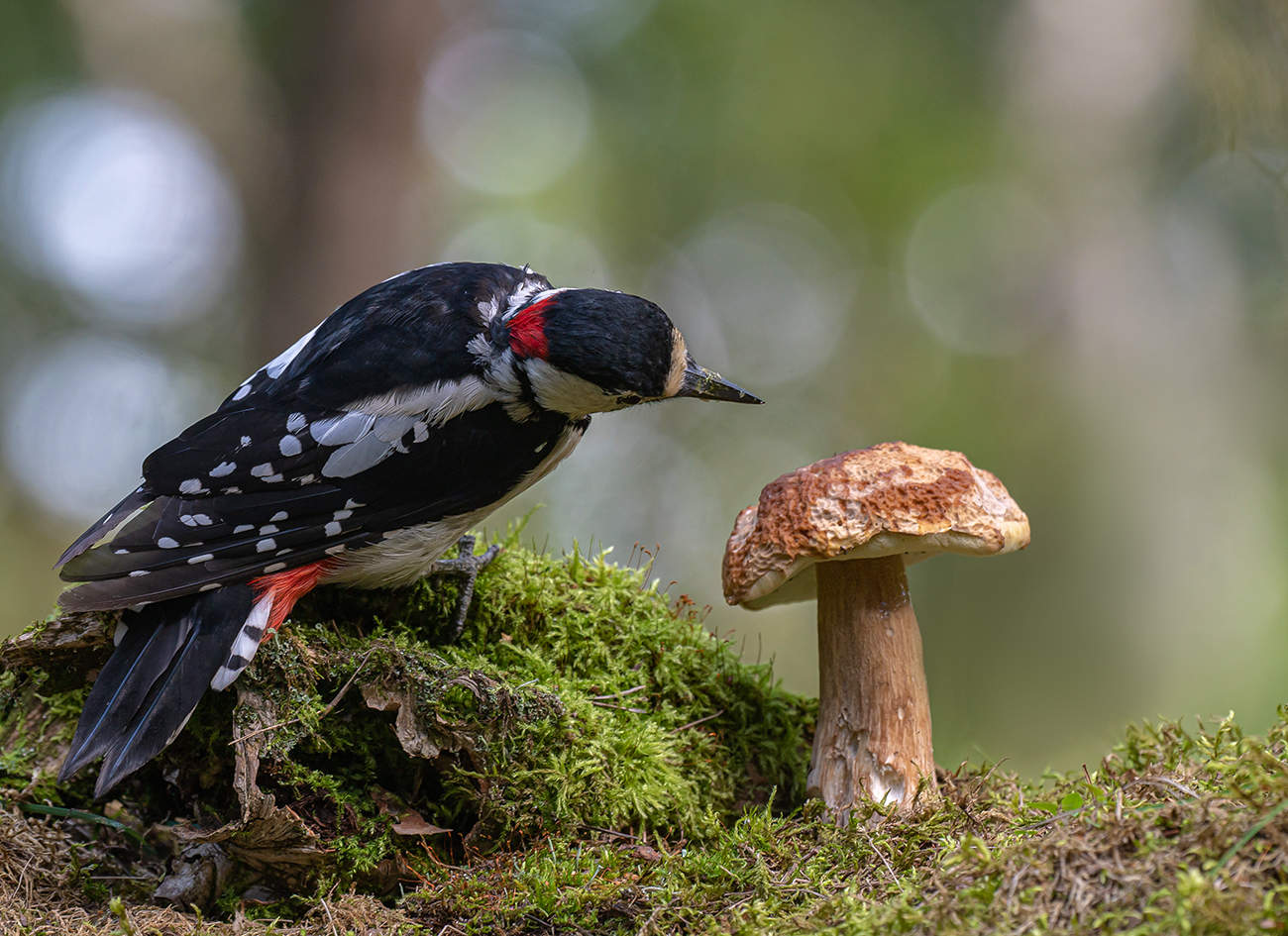 Разборчивый грибник