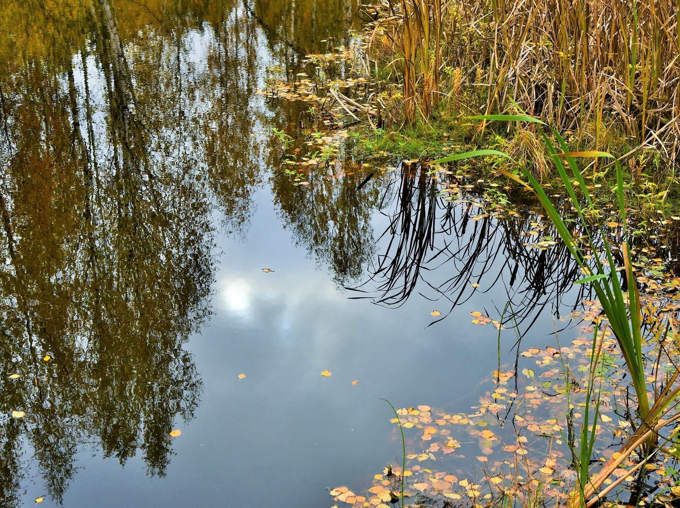 "Желтым листиком в реке утонуло лето..."