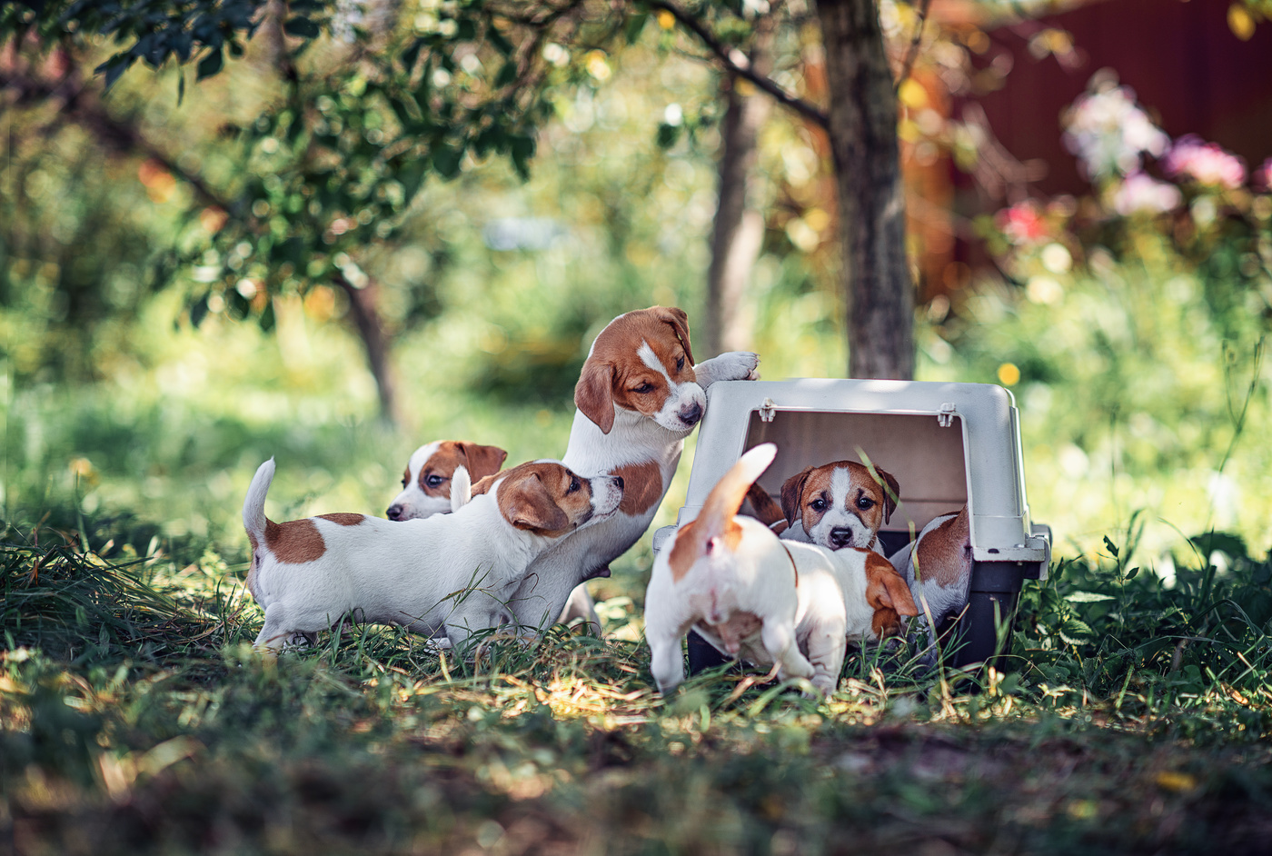 Если вы смотрели фильм "Маска" с Джимом Керри, то обязательно полюбите Джек Рассела терьера!