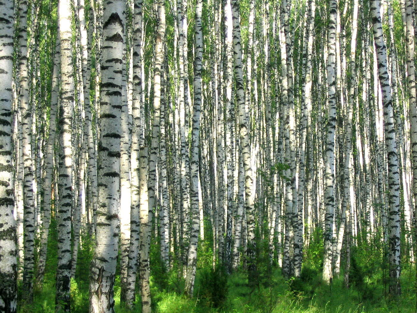 Березовая стена