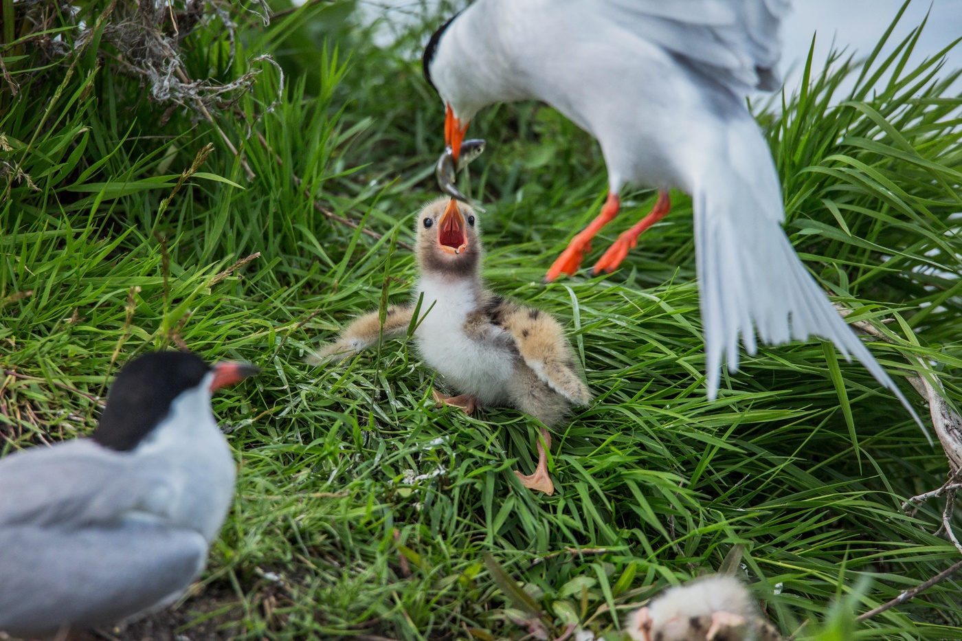 Долгожданная рыбка