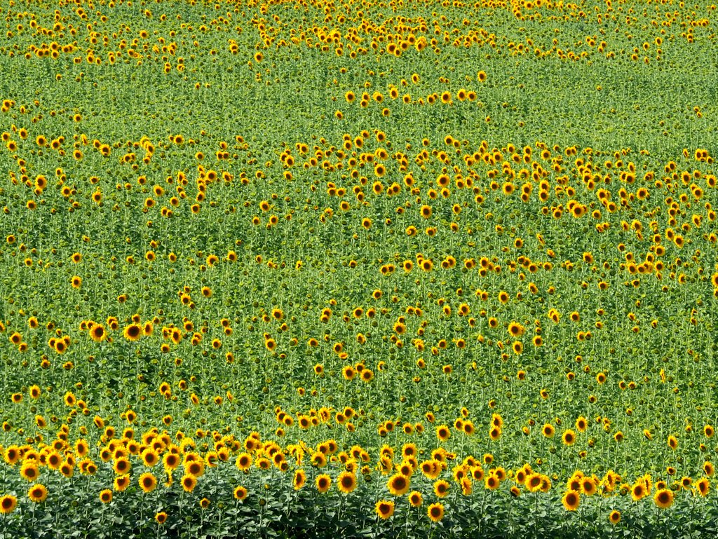 Из далека долго