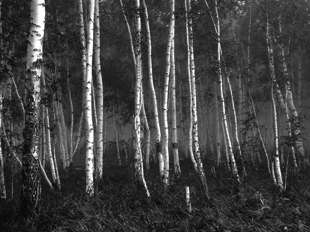 Зелёный шум