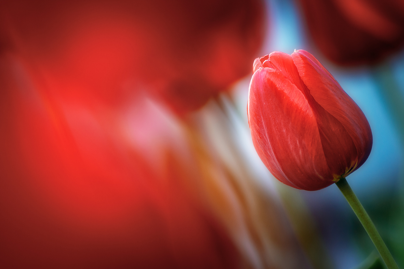 Тюльпановое пламя.