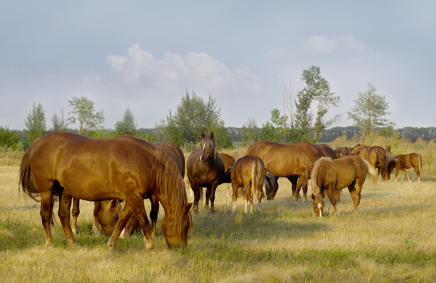 Новоалександровская порода