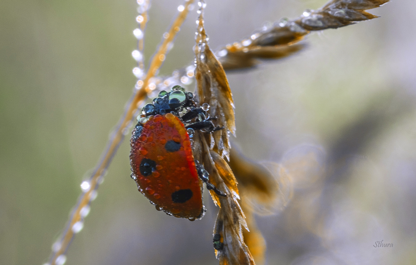 Водные процедуры.