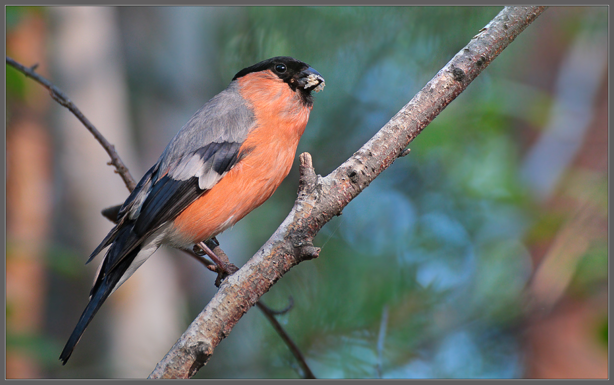 Солнечным утром