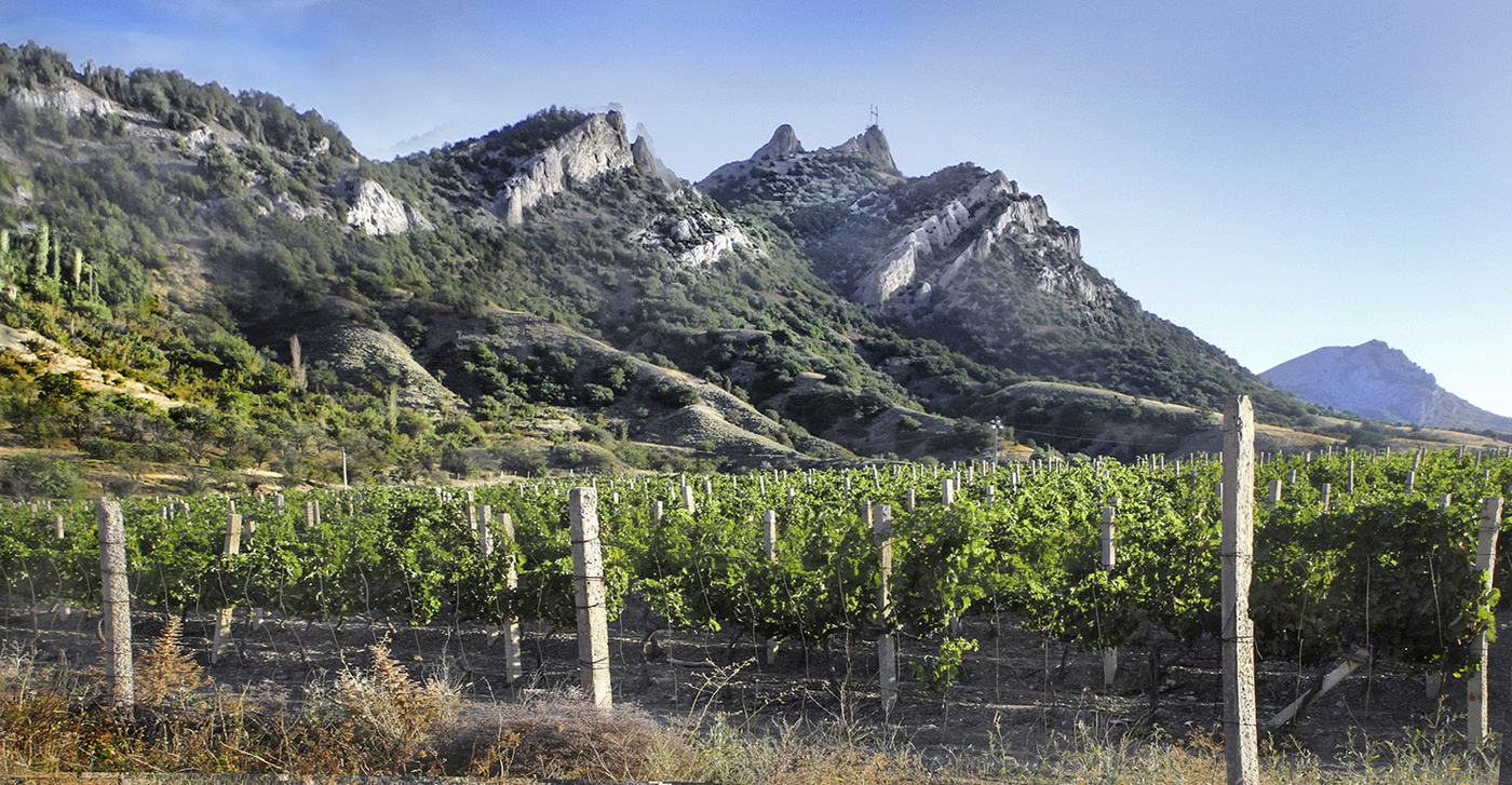 Растет коньяк "Коктебель"