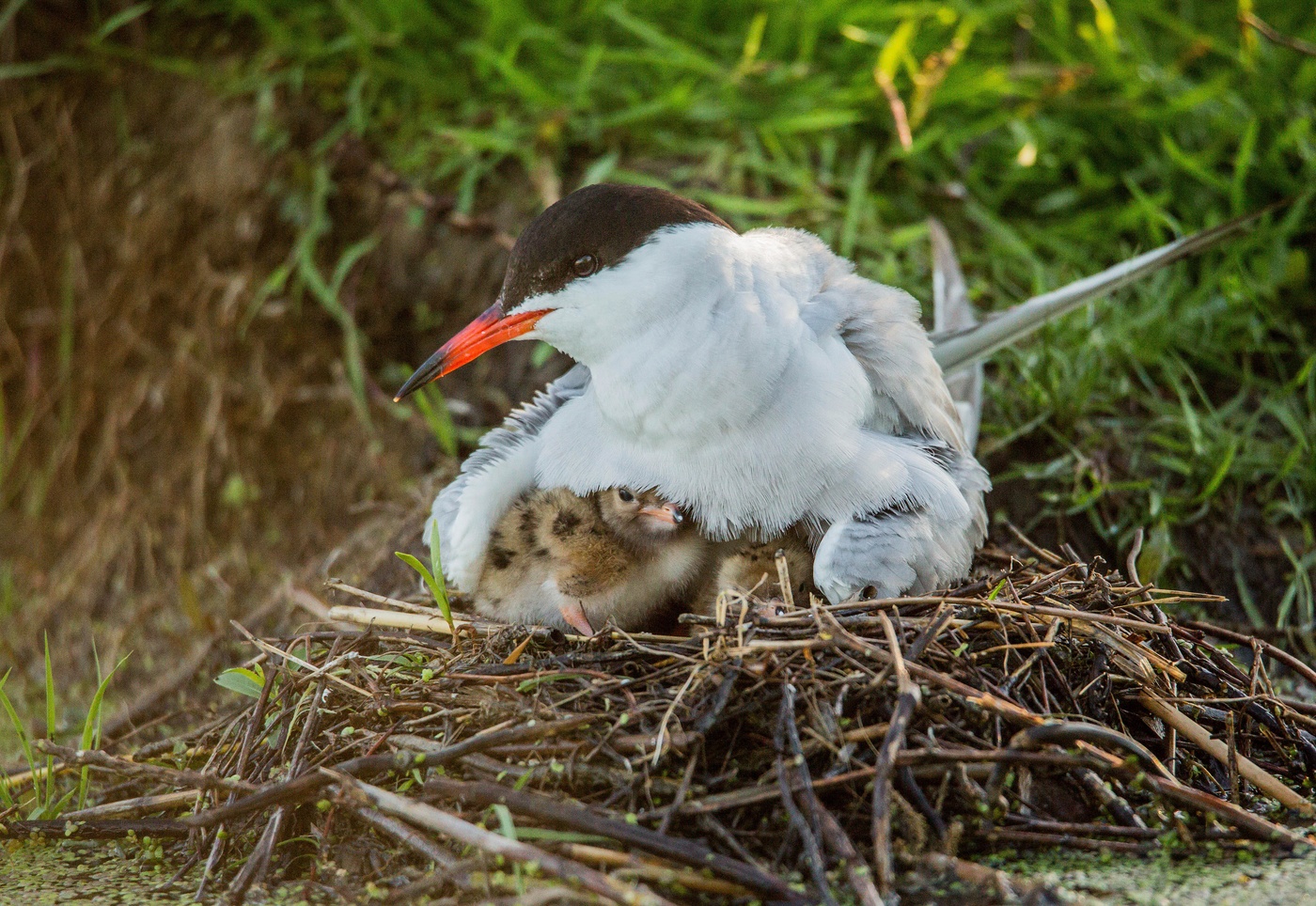 Под мамиными крыльями
