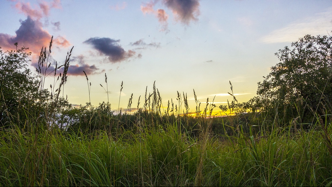 Летний вечер