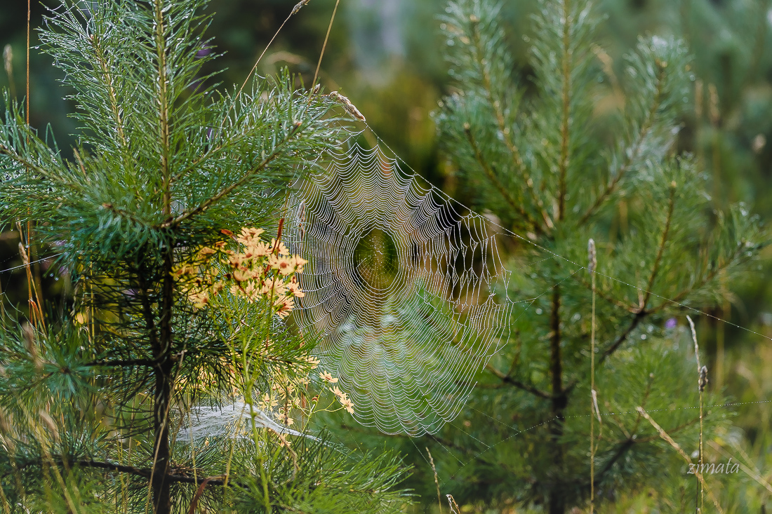 паутинки бывают разные