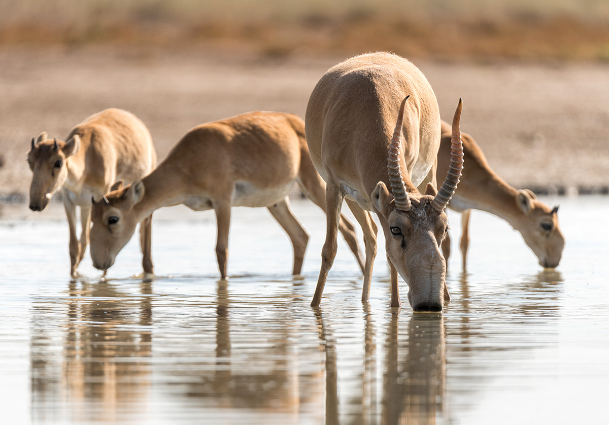 Сайгаки на водопое