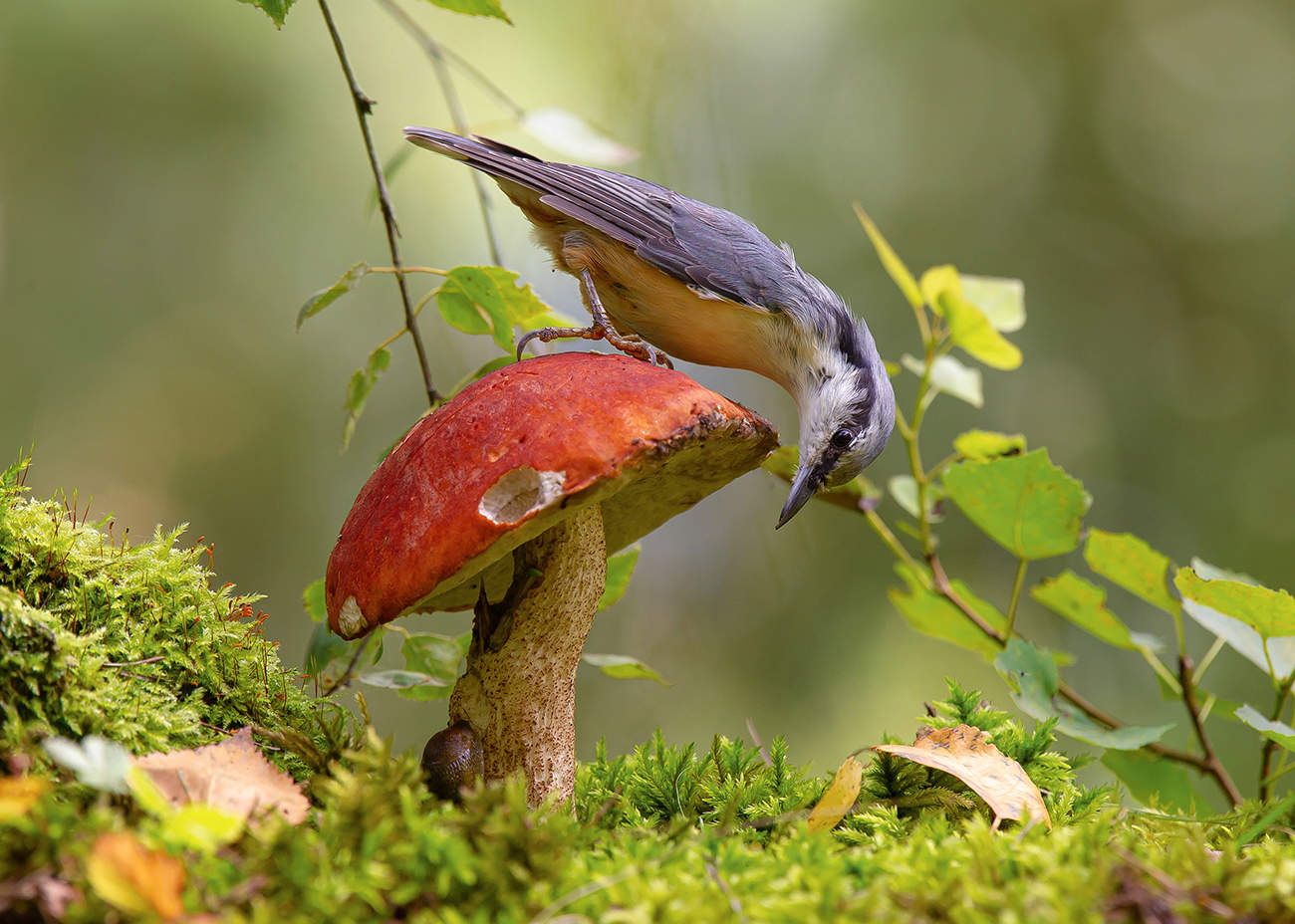 Любознательный поползень