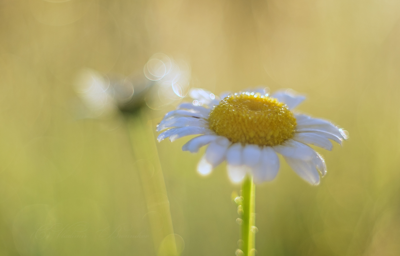 Солнечная ромашка