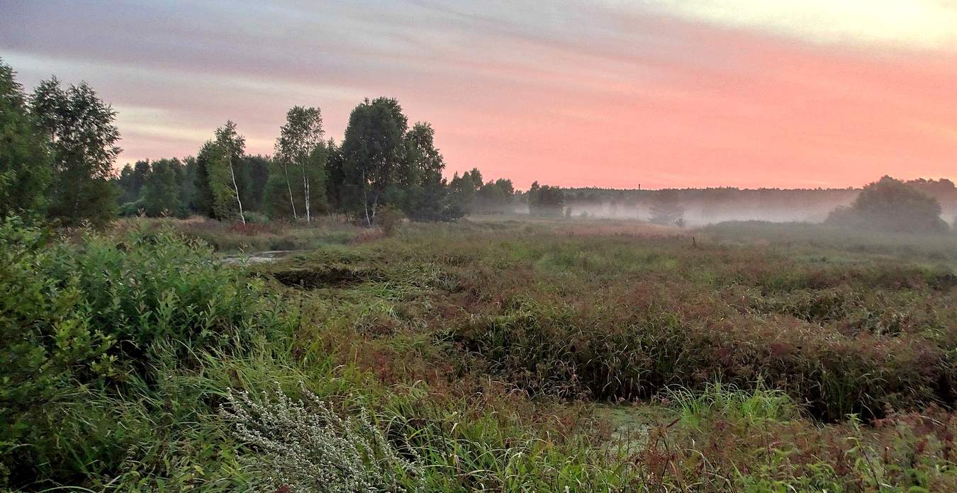 Туманный закат на болотах