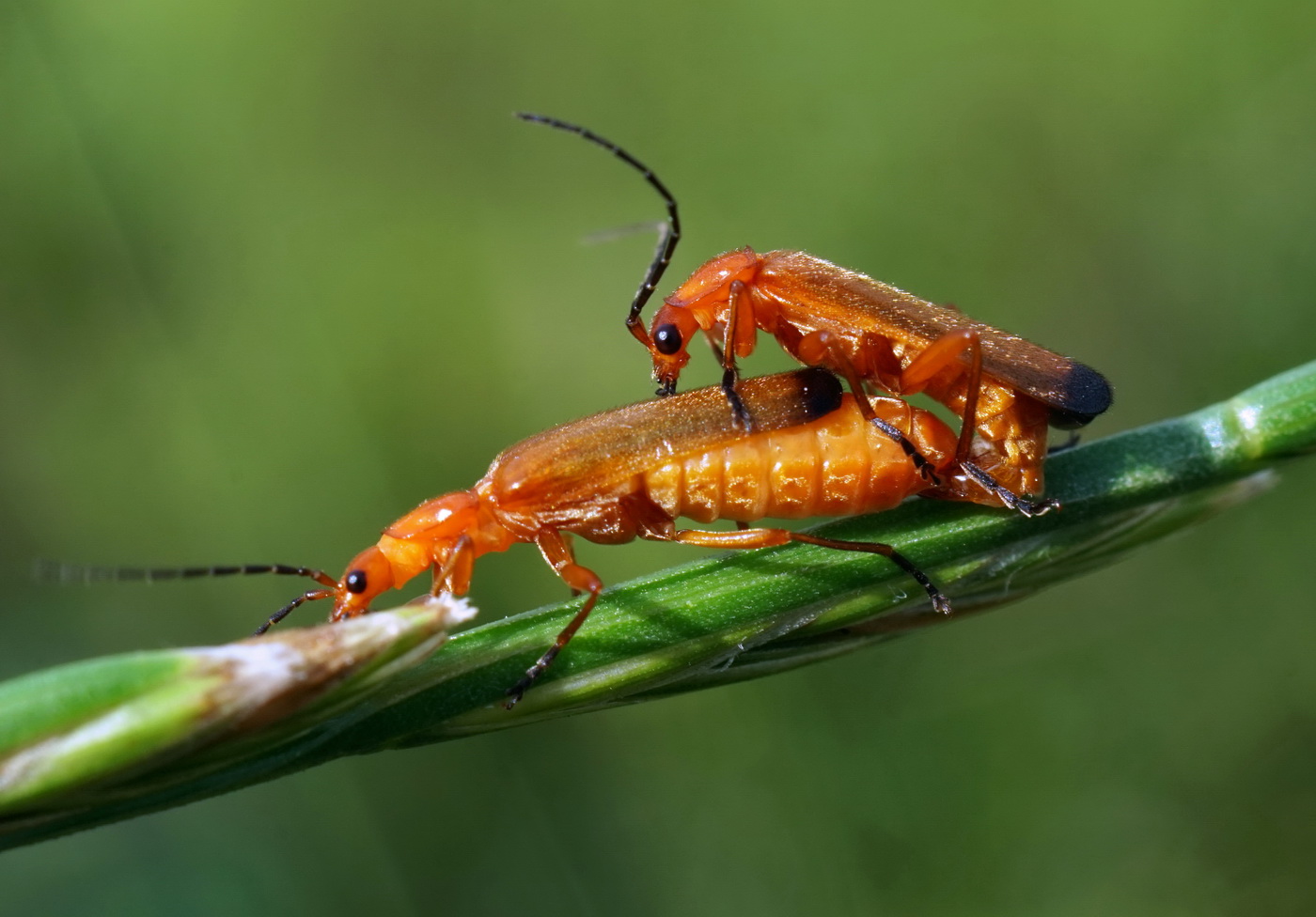 Из жизни насекомых.