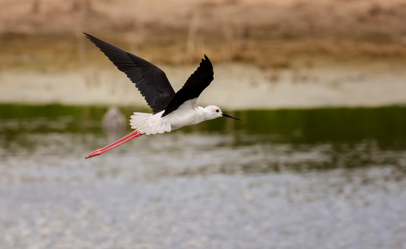 Ходулочник..