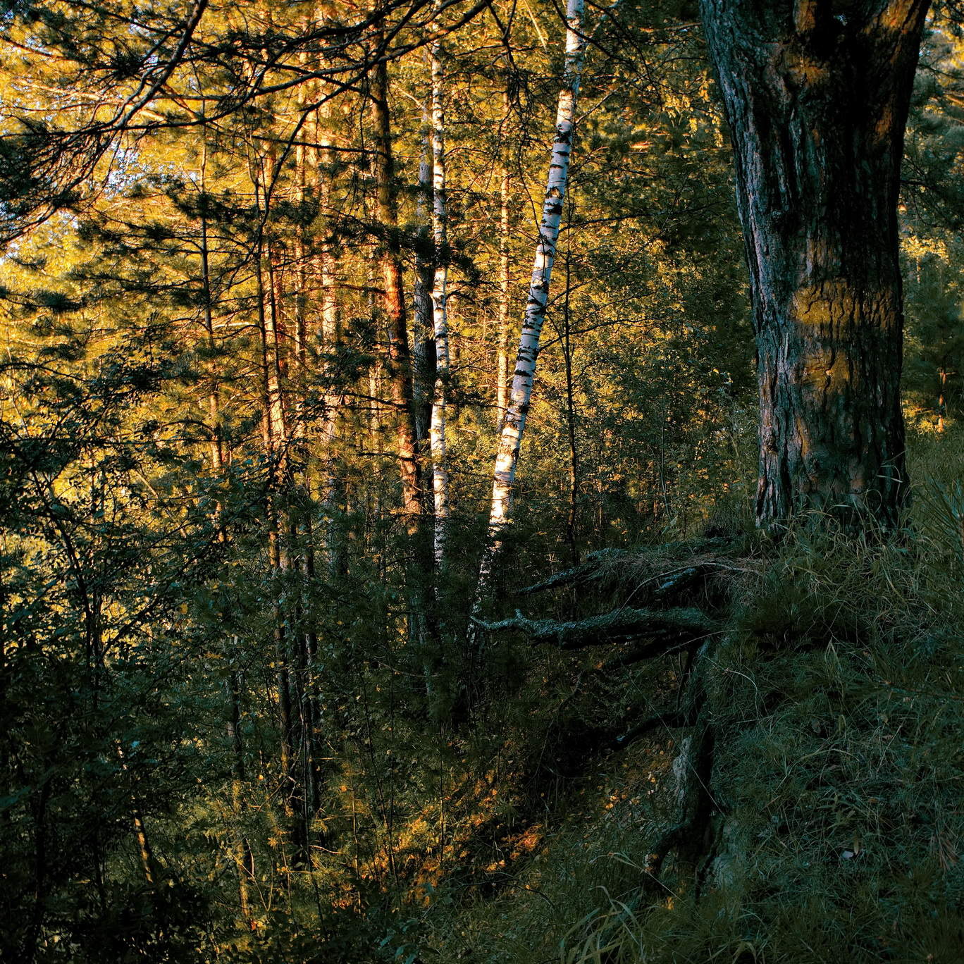 Вечер в лесу.