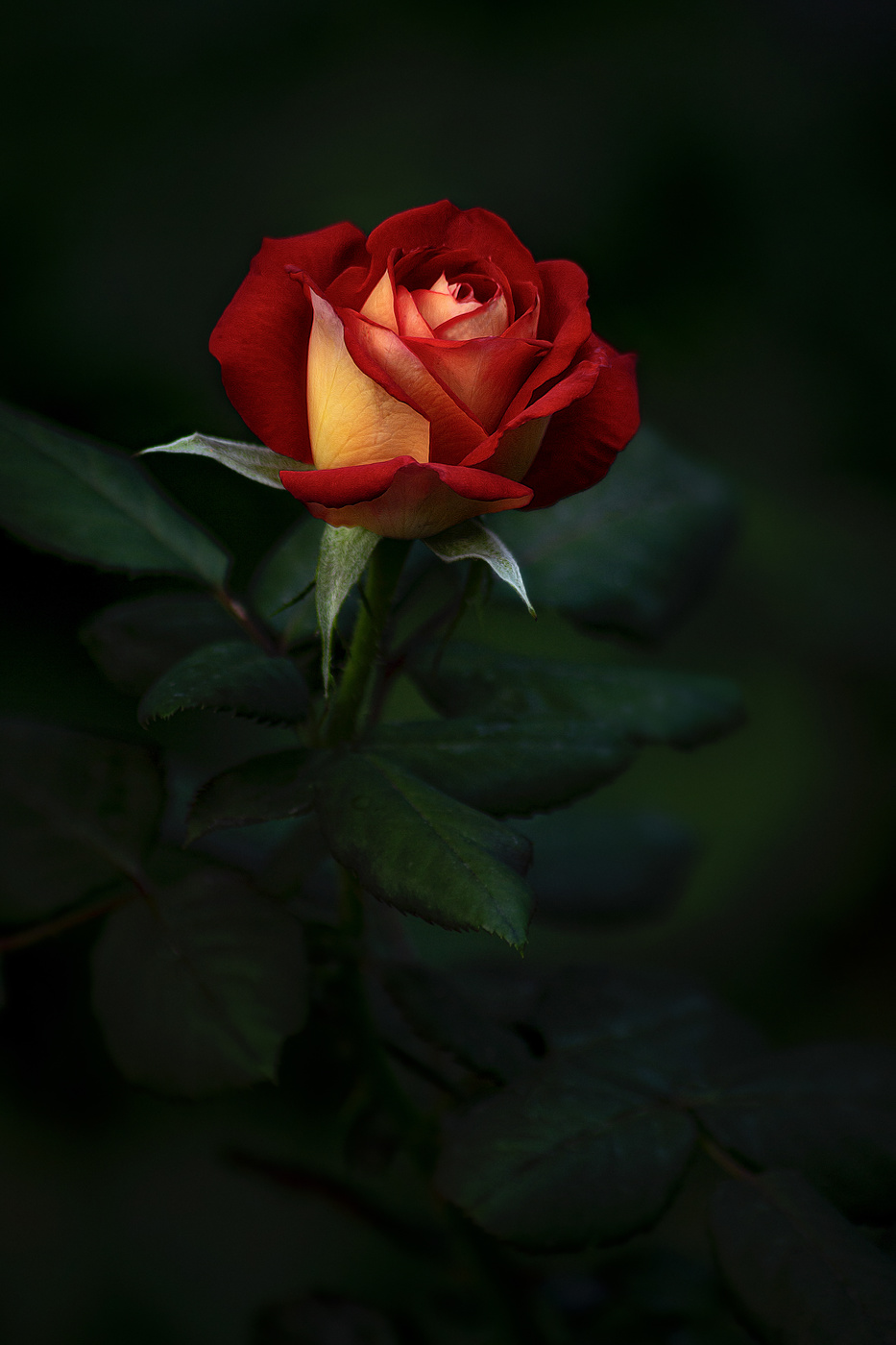 Сумеречная роза.