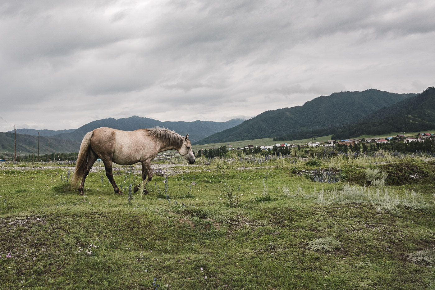 Серый в яблоко