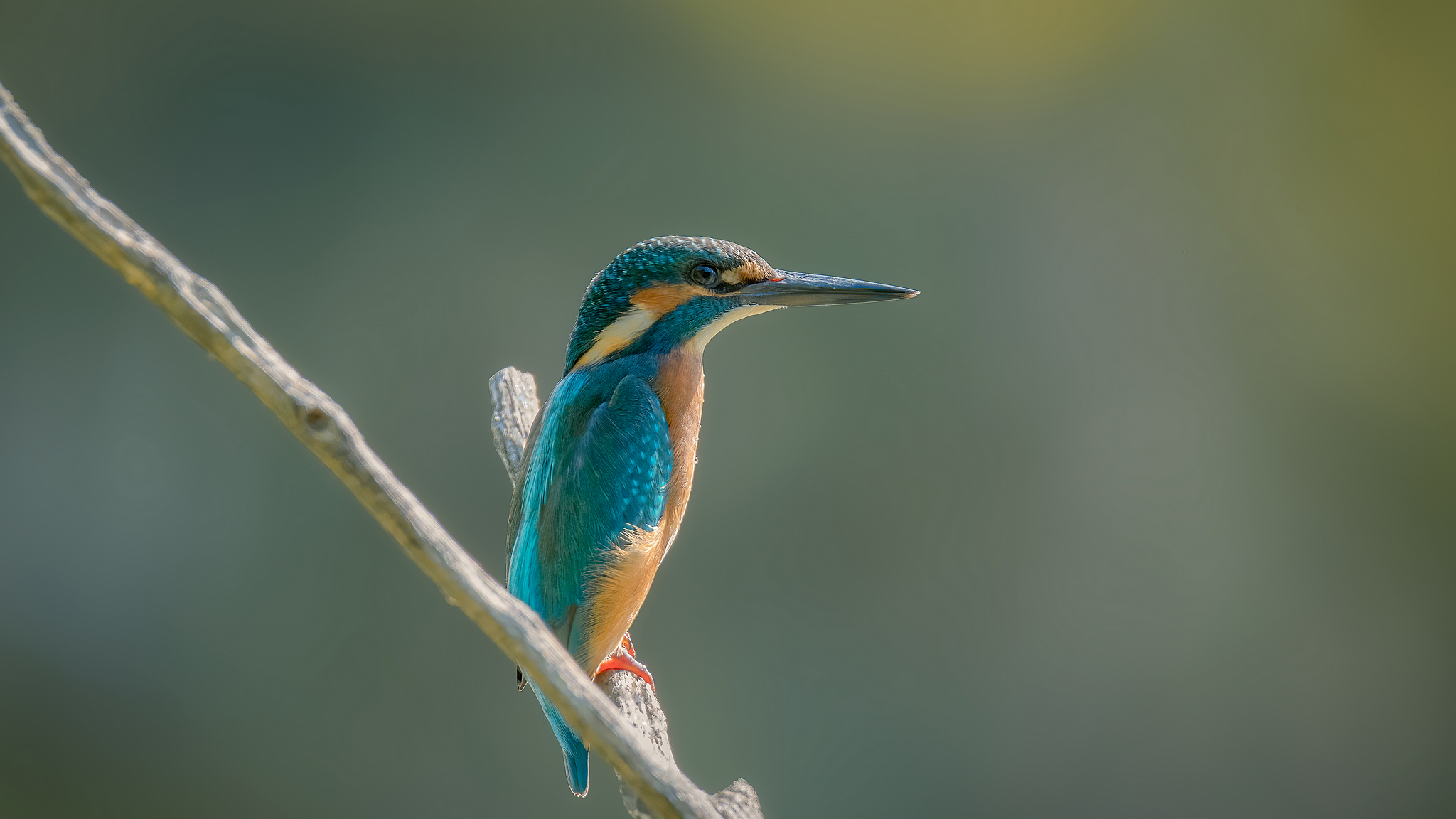 KINGFISHER