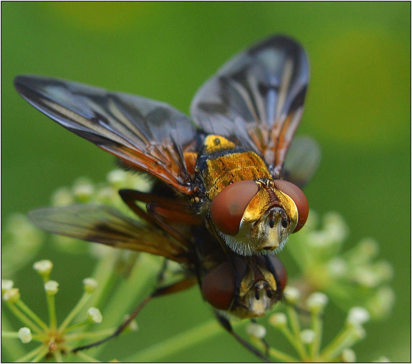 Покоритель дамских сердец.