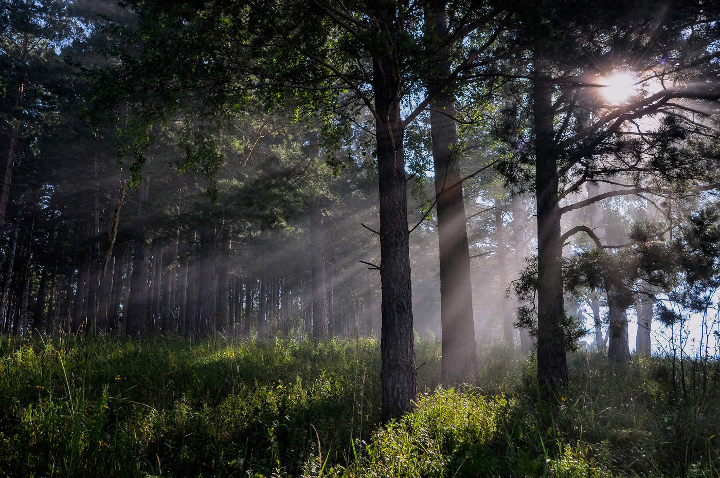 Лучи солнца в лесу