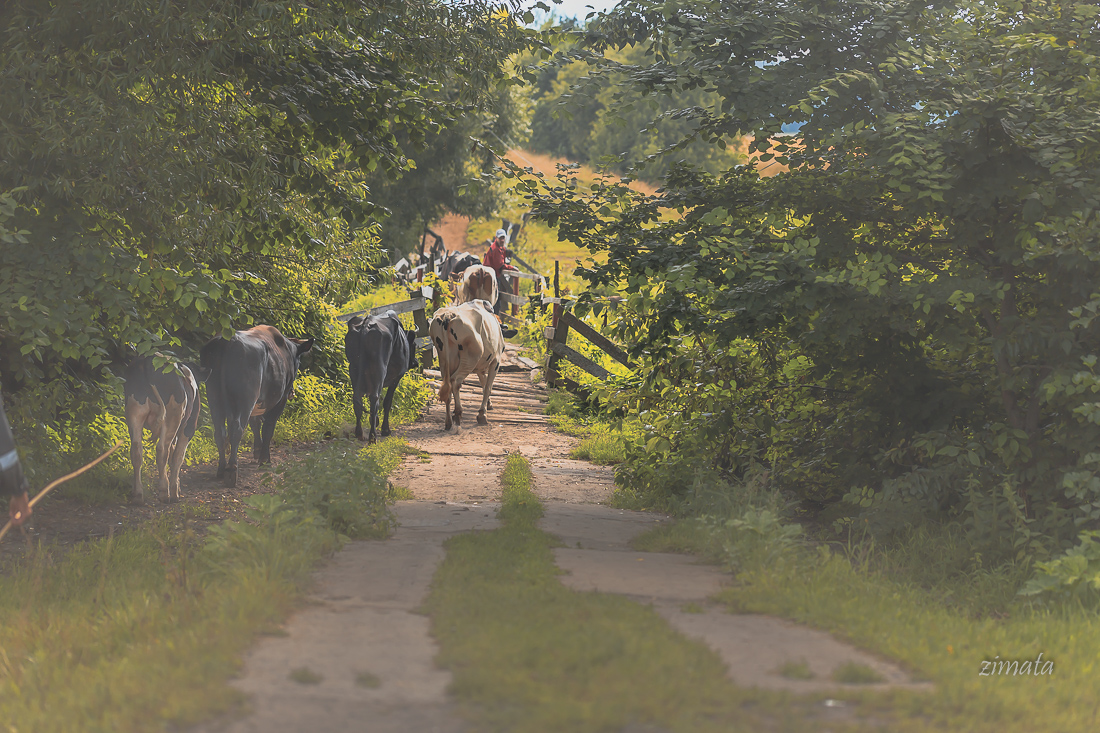 картинка деревни