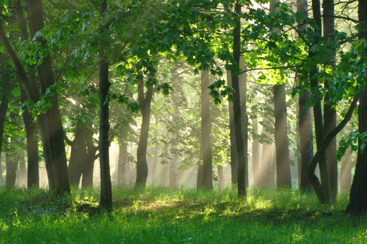 Утро в парке