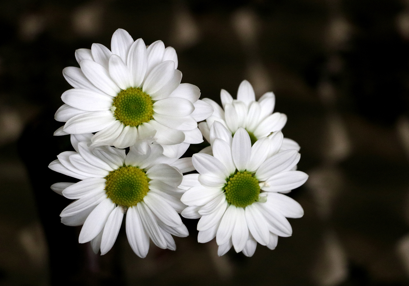 Хризантемки как ромашки