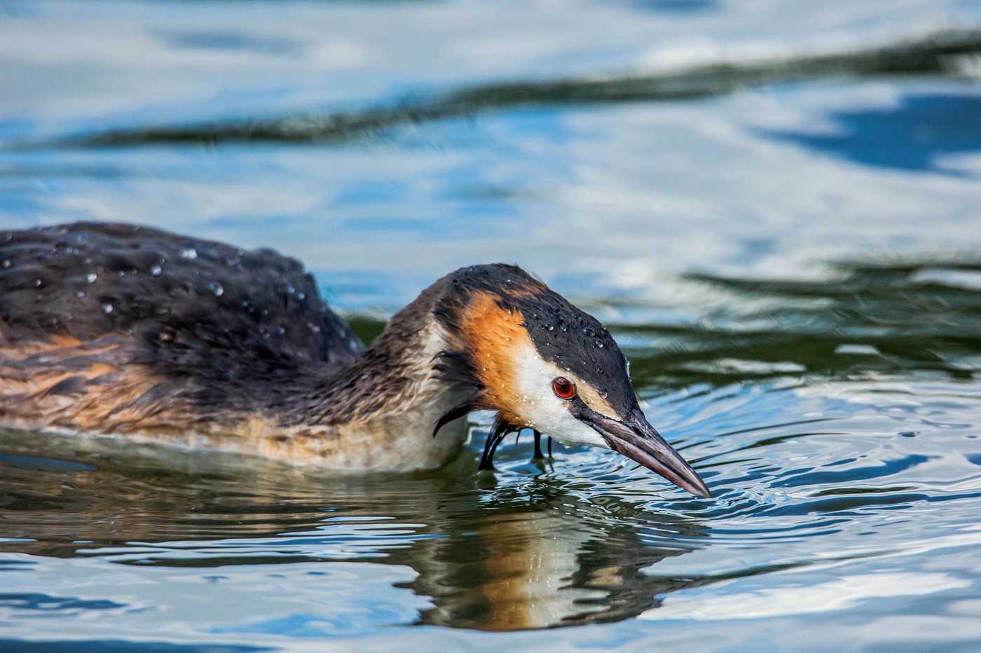 Большая поанка(чомга)