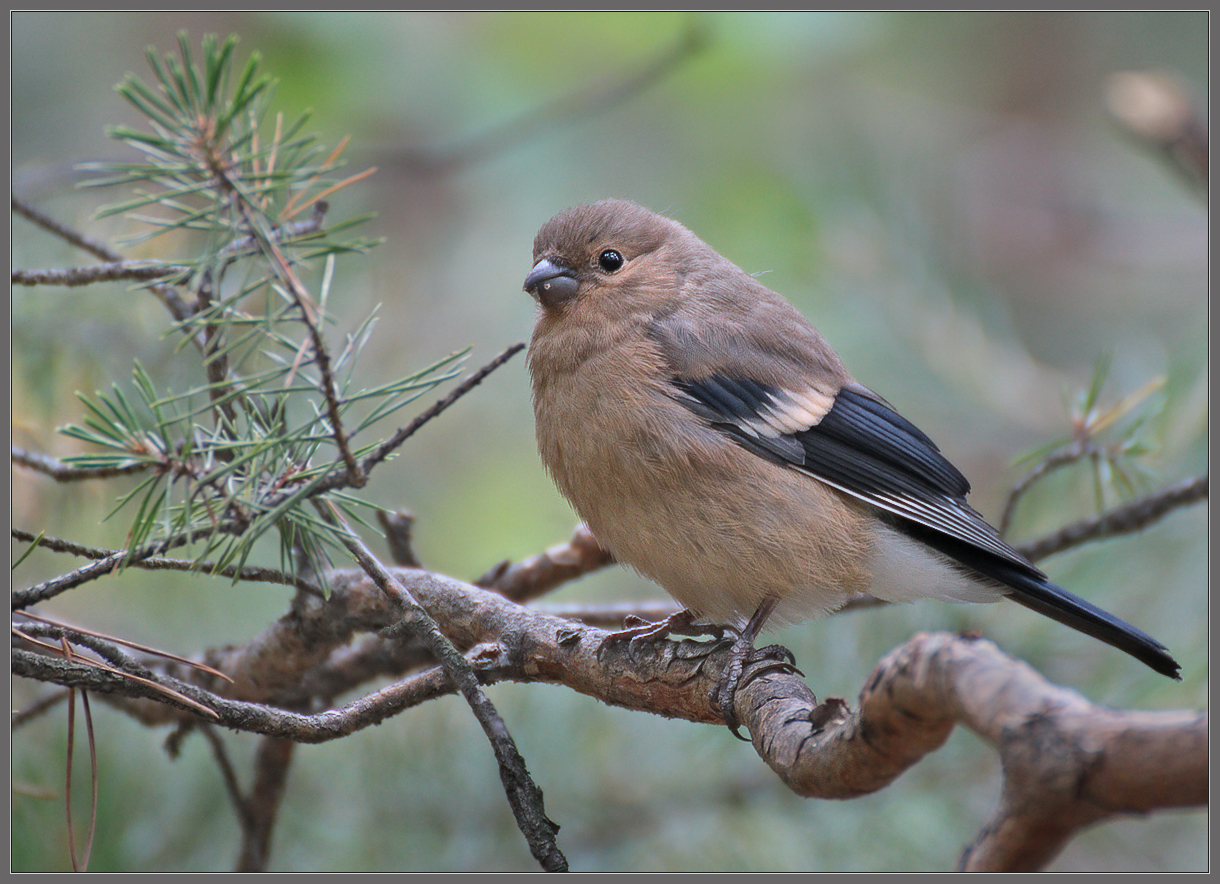 Мадемуазель Снегирёва