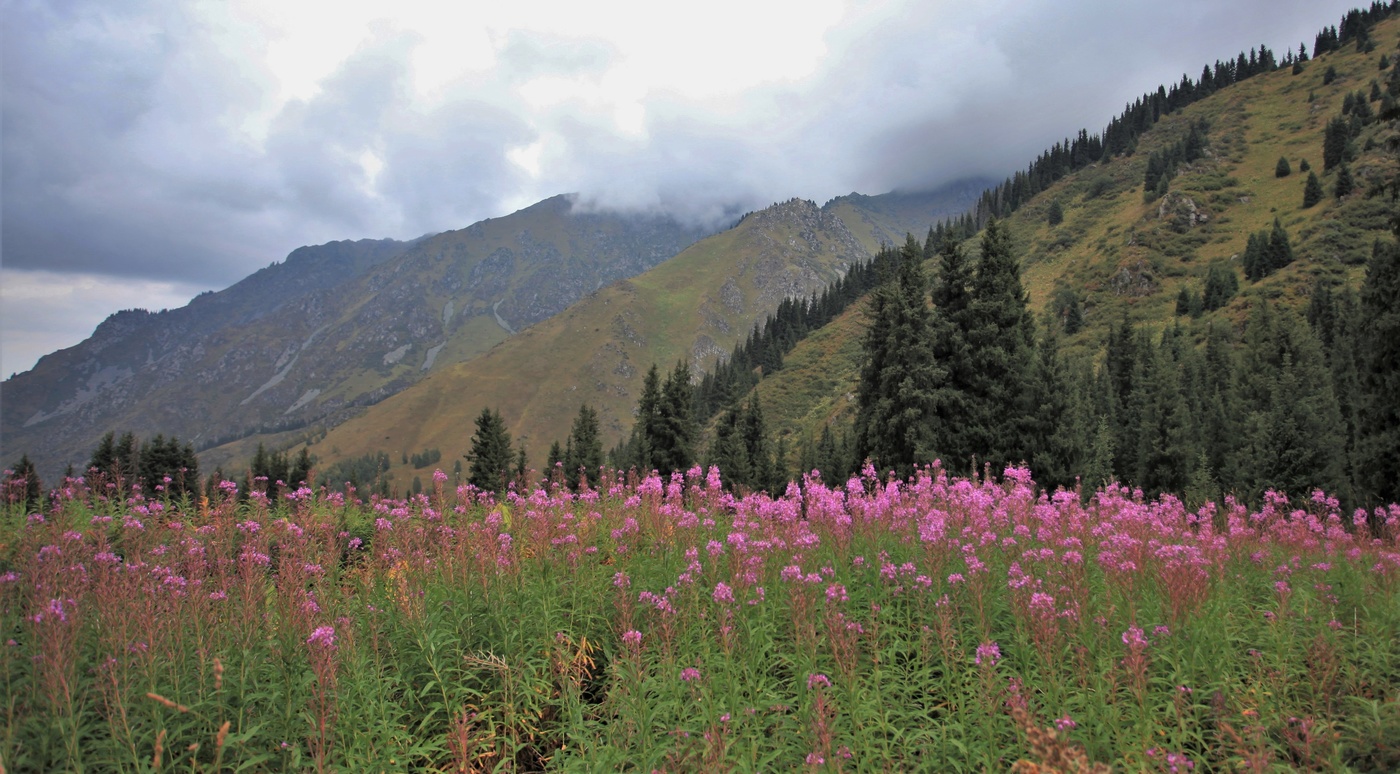 Иван Чай - вестовой осени