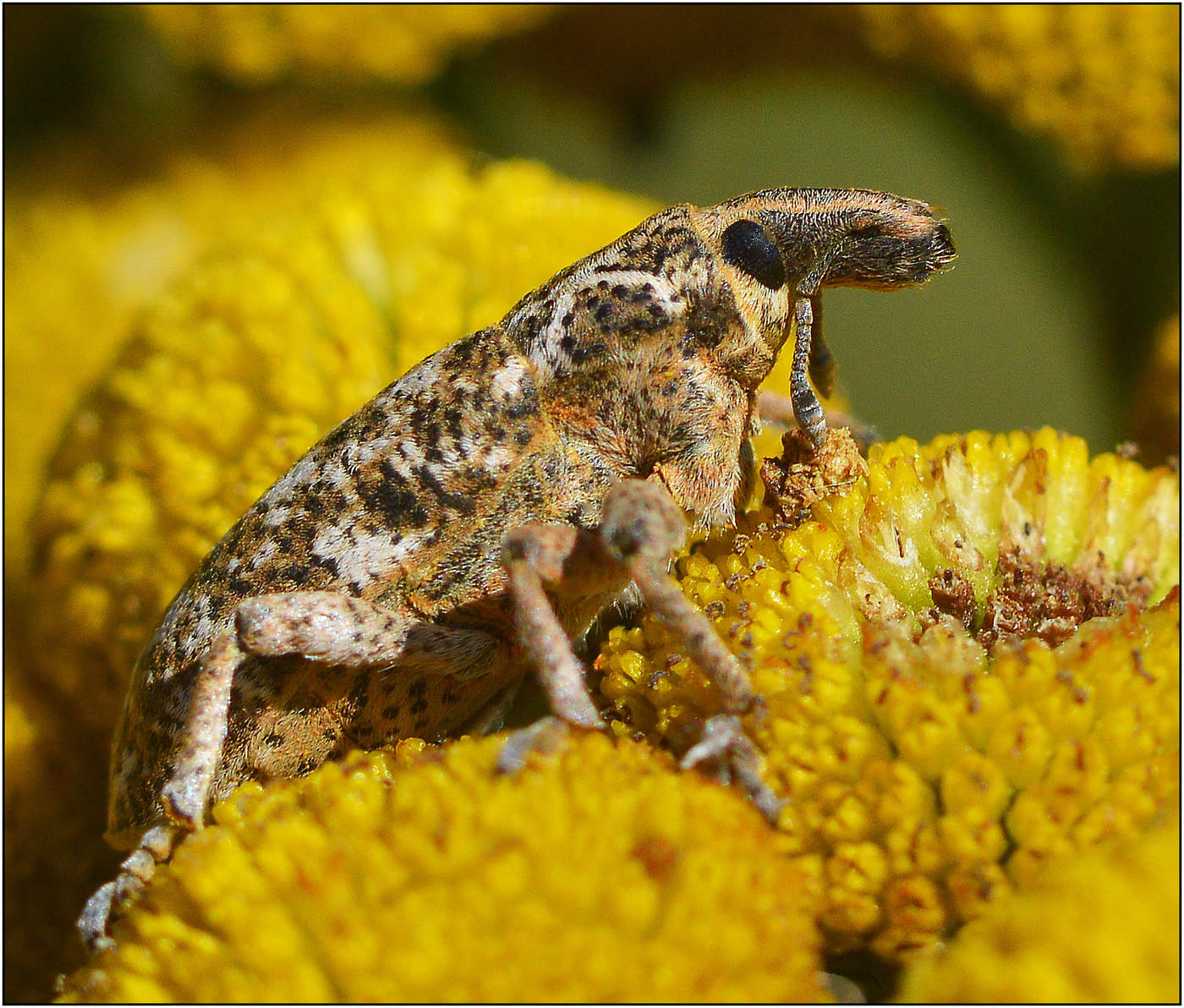 Долгоносик.