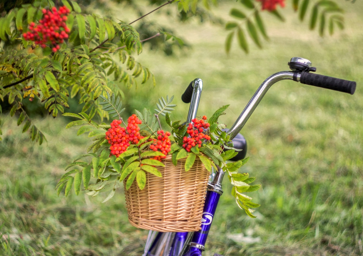 "Красною кистью рябина зажглась..."