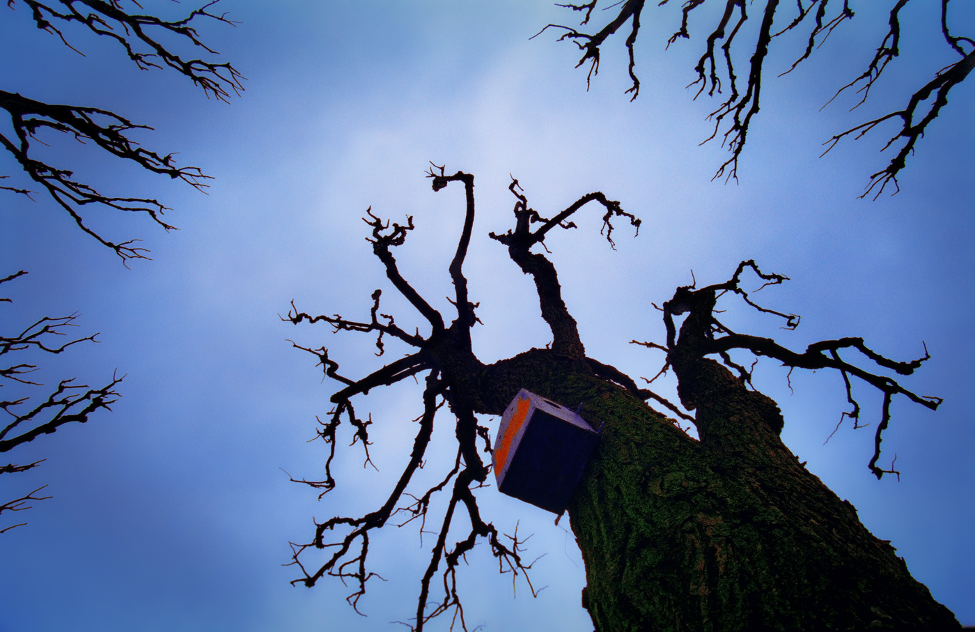 скворечник