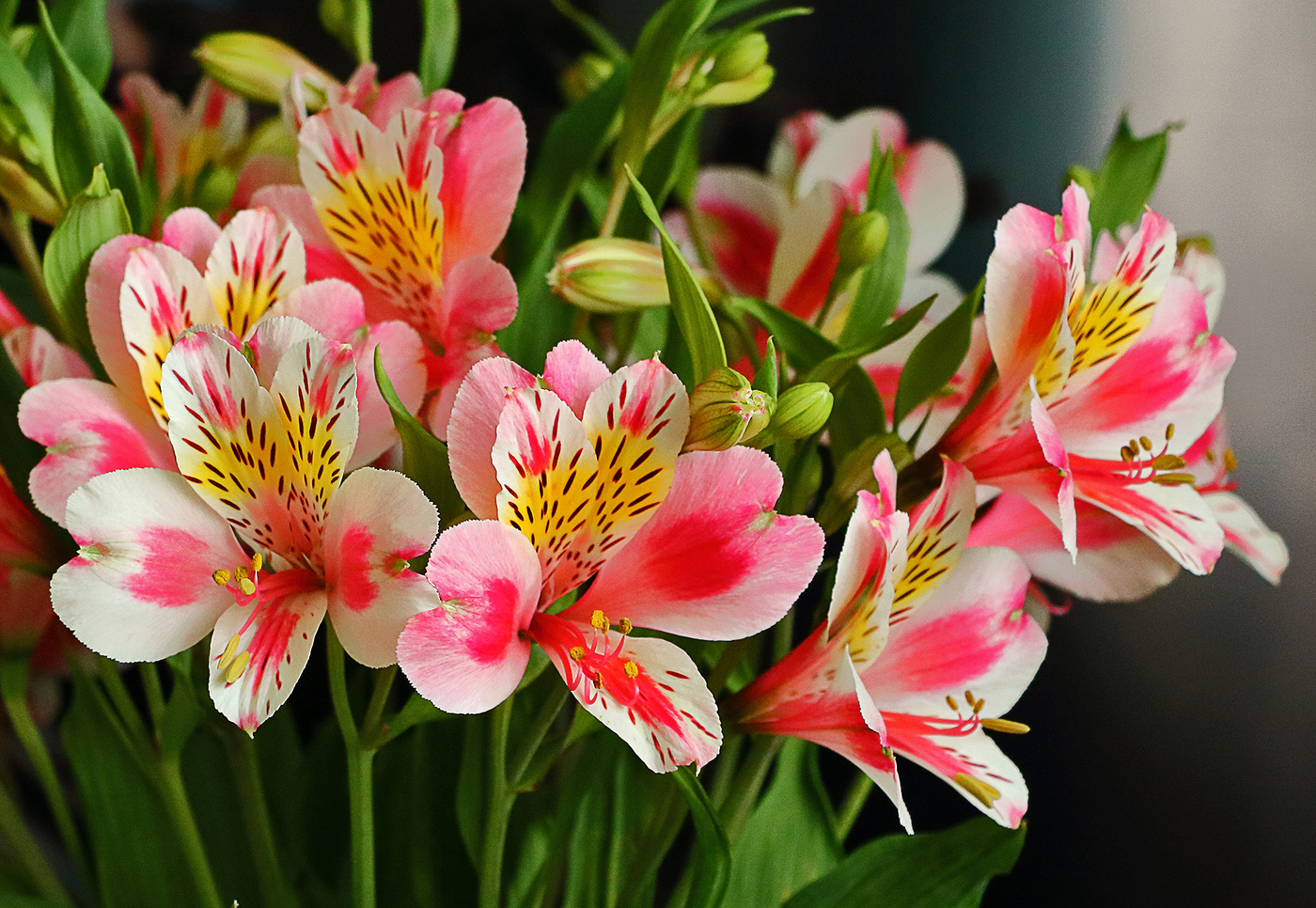 Букет альстромерий