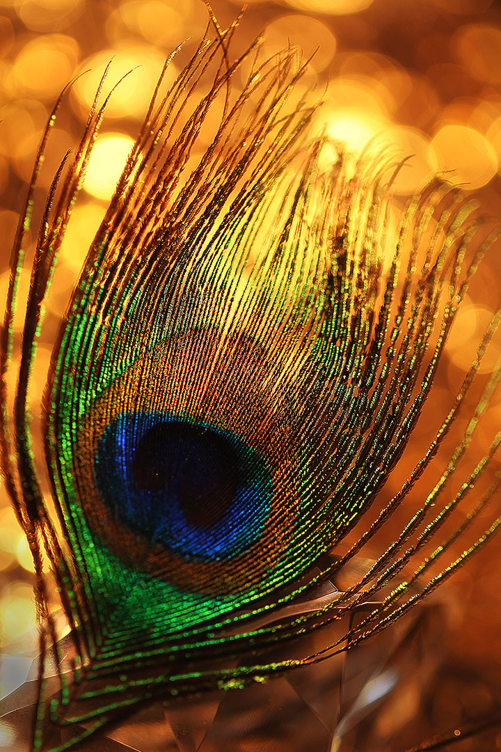 Перо Жар птицы