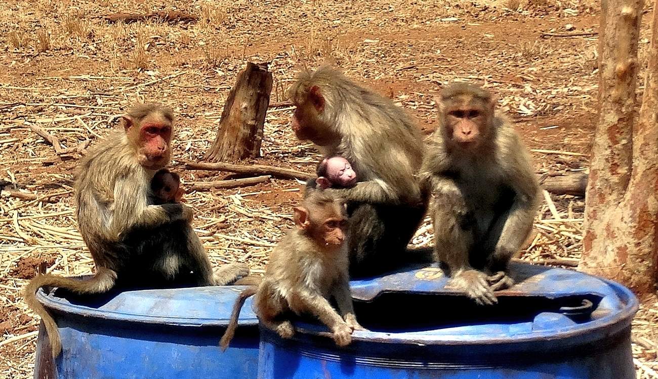 Семейство макак