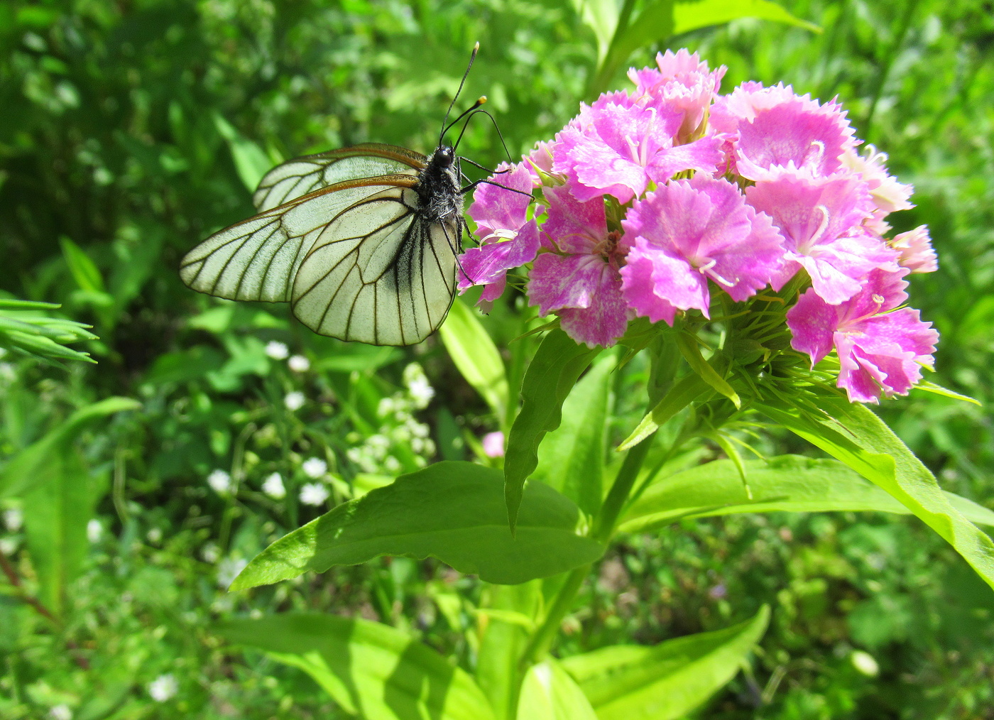 Гвоздика с бабочкой